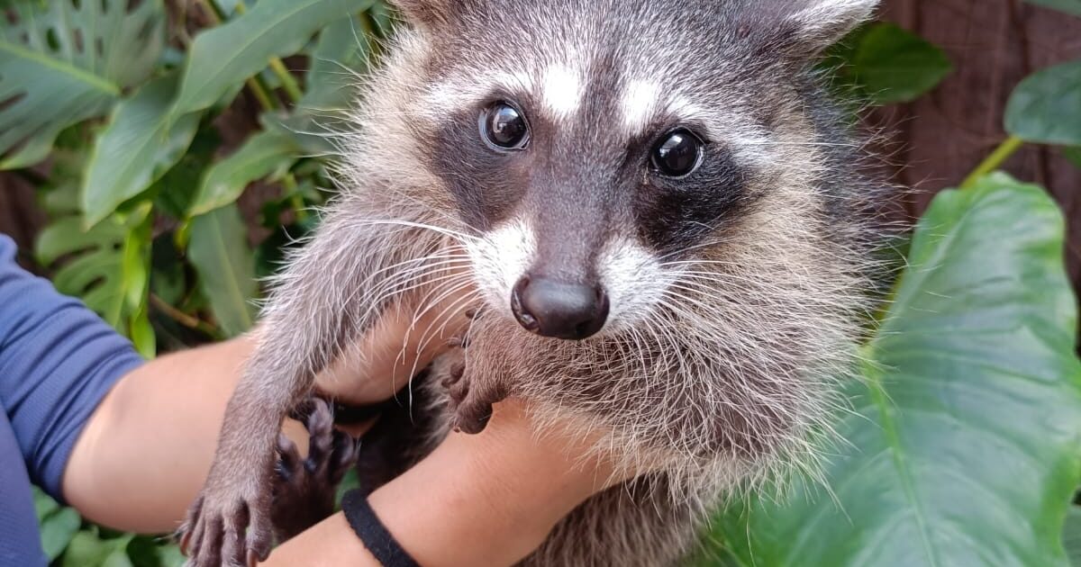 Gran Acuario Mazatlán reporta el rescate exitoso de un mapache bebé ...