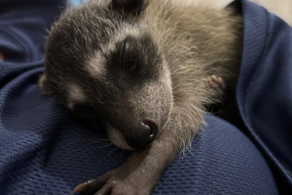 Gran Acuario Mazatlán reporta el rescate exitoso de un mapache bebé ...