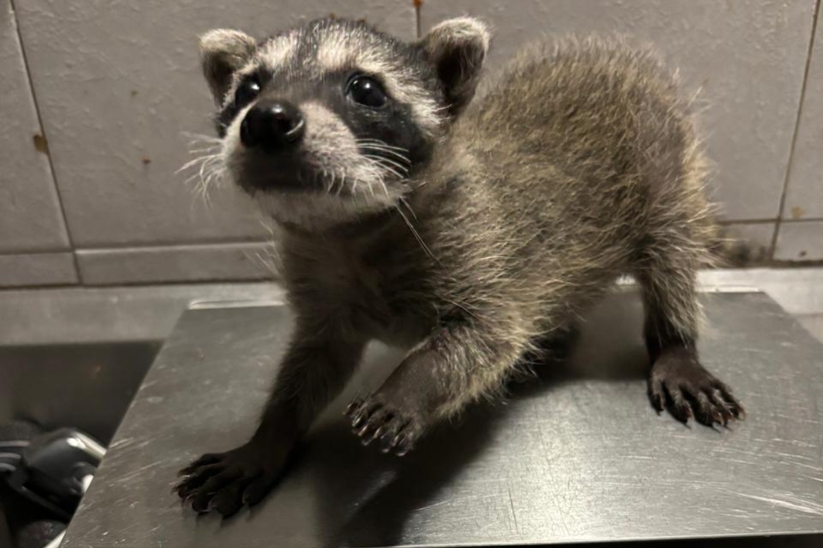 Gran Acuario Mazatlán reporta el rescate exitoso de un mapache bebé ...