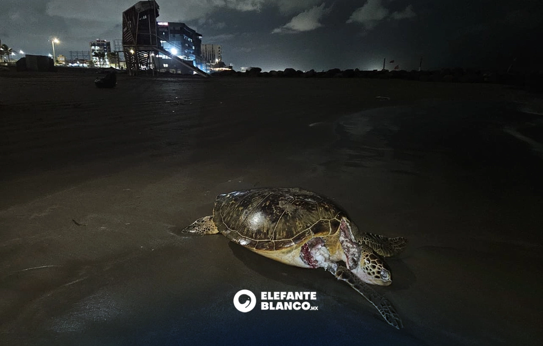 Diversas especies marinas han resultado gravemente afectadas por el derrame en el Golfo de México. Crédito Red Corredor Arrecifal del Golfo de México