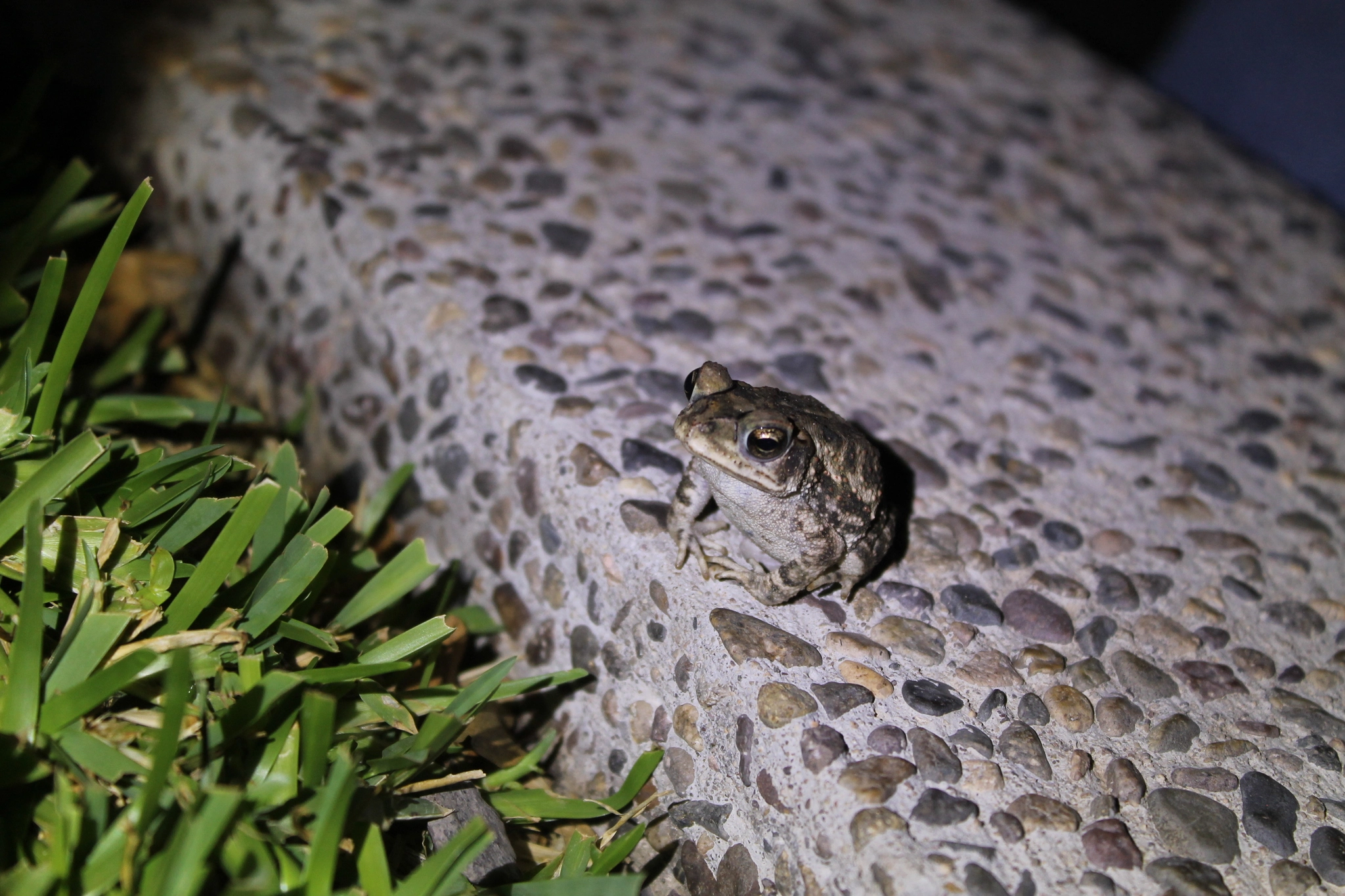 Sapito pinto de Mazatlán.