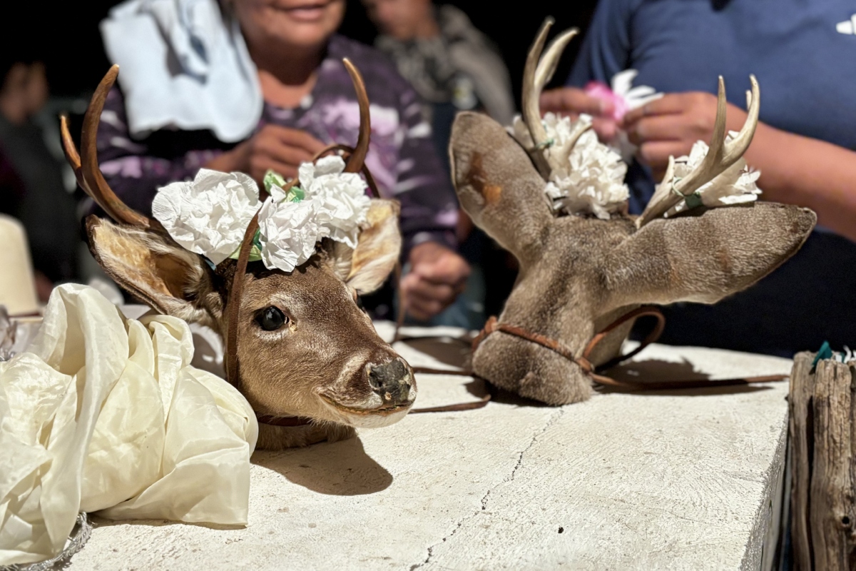 tesila-danza-venado-santa-cruz-mayo-yoreme