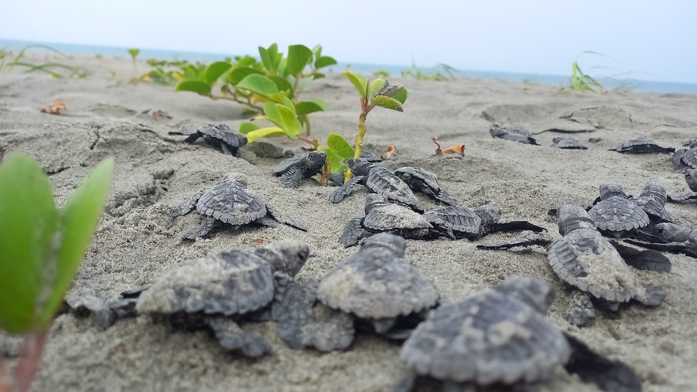 Eclosión de tortugas en playa Portete, Ecuador. Foto: Rubén Vinueza Chérrez y Estefanía Sánchez-Flores.