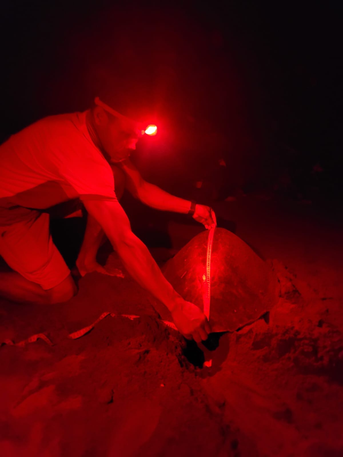 Las comunidades de Nuquí miden la caparazón de las tortugas que anidan para llevar un registro y compartir la información con las autoridades ambientales. Foto: Lander Murillo, comunidad de Coqui.