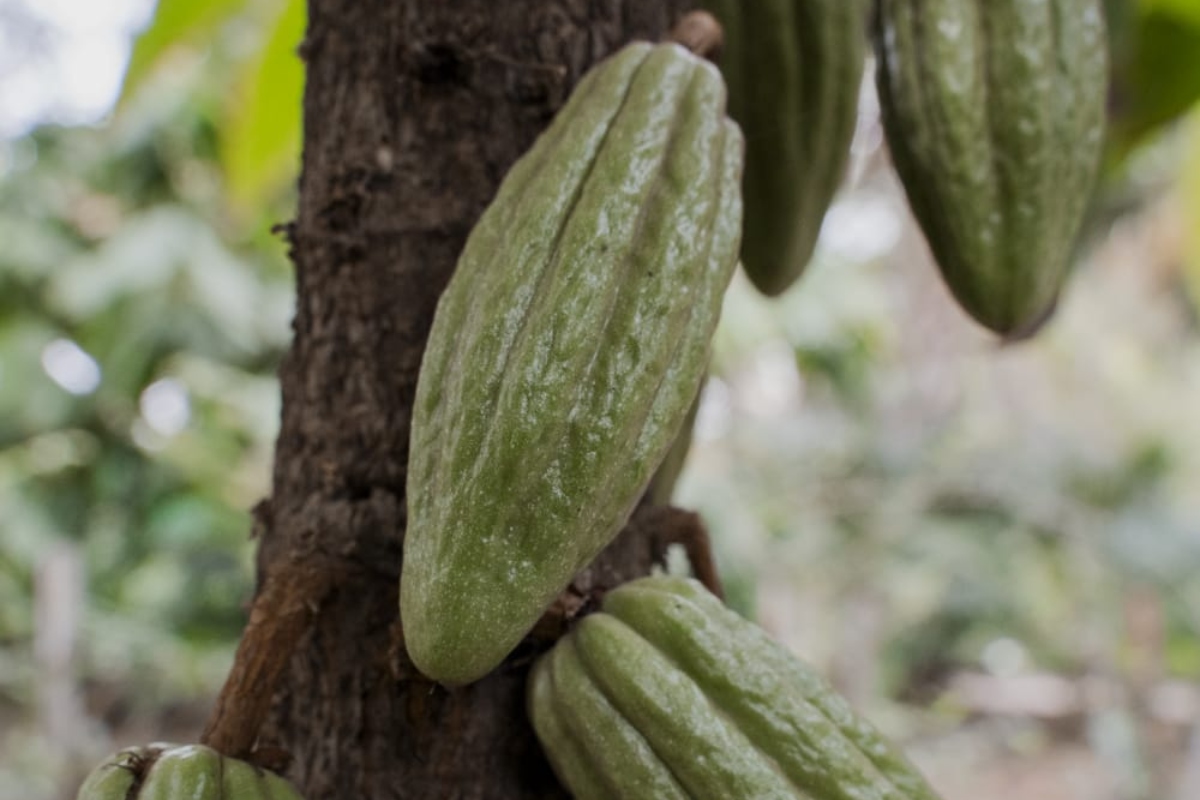 cacao-jardín-botánico-culiacán