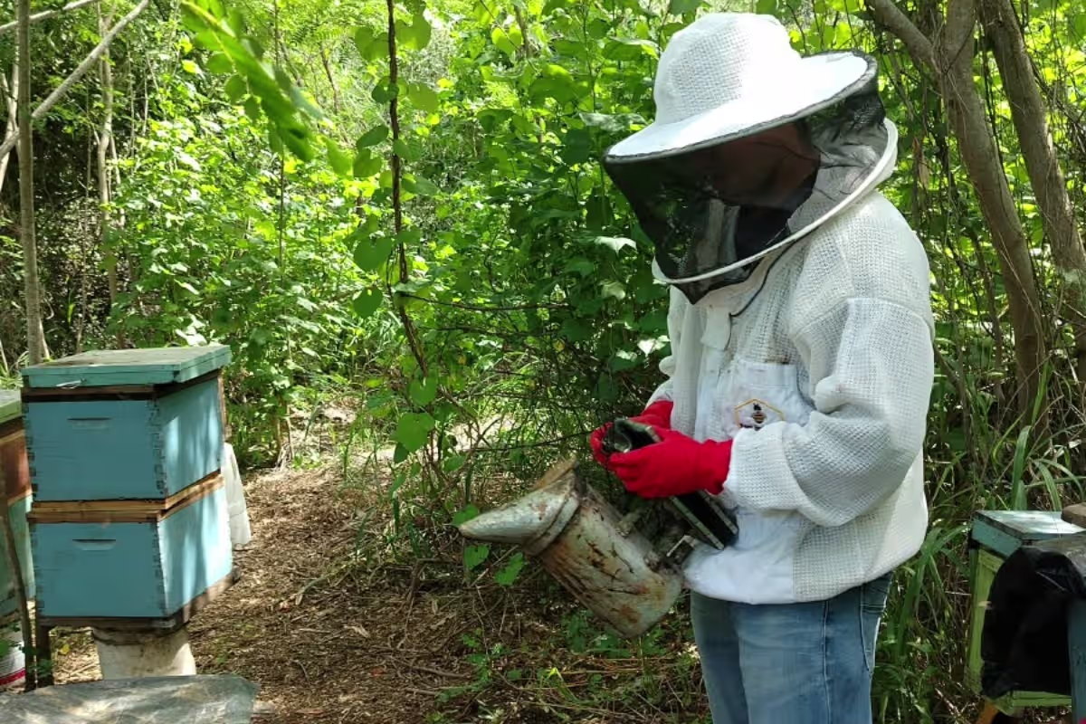 abejas-rescaste-ciad-mazatlan-sinaloa