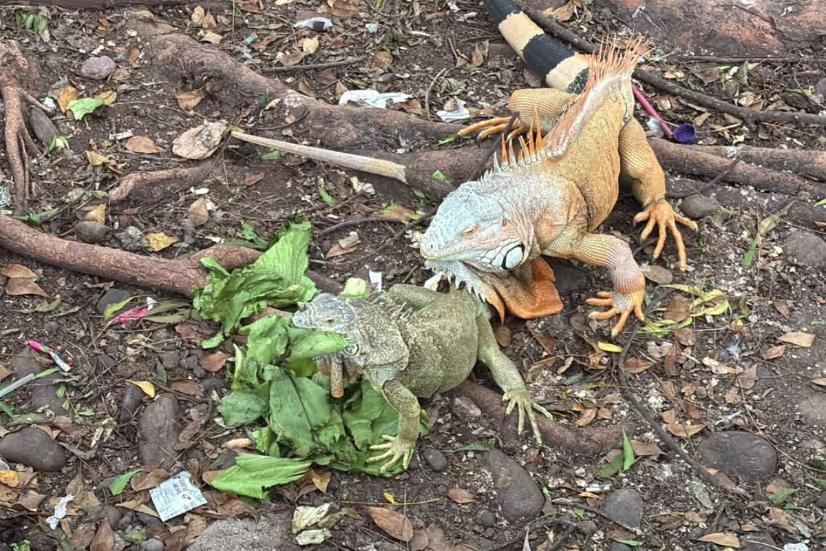 antonio-carbayo-el-profe-iguanas-culiacan